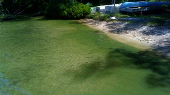 cyanobacteria-lwa